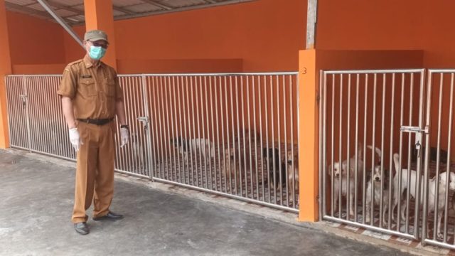 Lindungi Kesehatan Hewan dan Masyarakat, DKPP Kabupaten Serang Vaksinasi 1.400 Anjing untuk Cegah Rabies